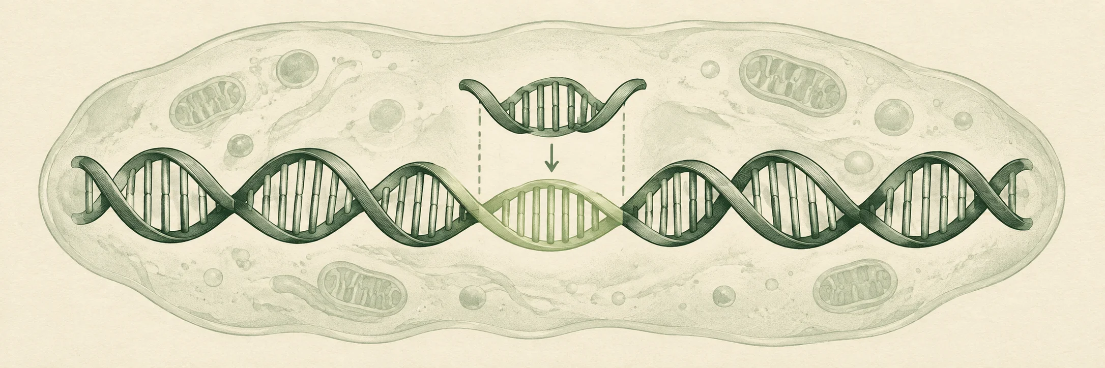 A DNA helix with a highlighted segment aligned for repair.